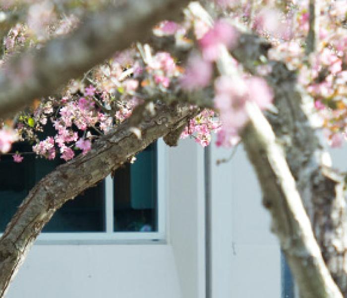 Campus scene