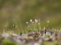 flowers_growing_in_the_wild