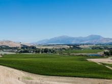 Vineyard in New Zealand