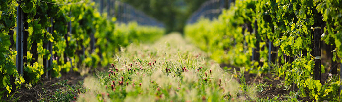 wine rows